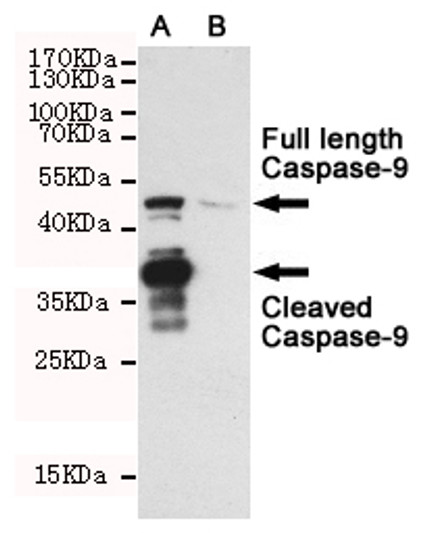 Western blot detection of Caspase-9 in CHO-K1 cell lysate (B) and CHO-K1 transfected by Caspase-9 (A) cell lysate using Caspase-9 mouse mAb (1:1000 diluted).Predicted band size:49/37KDa.Observed band size:49/37KDa.