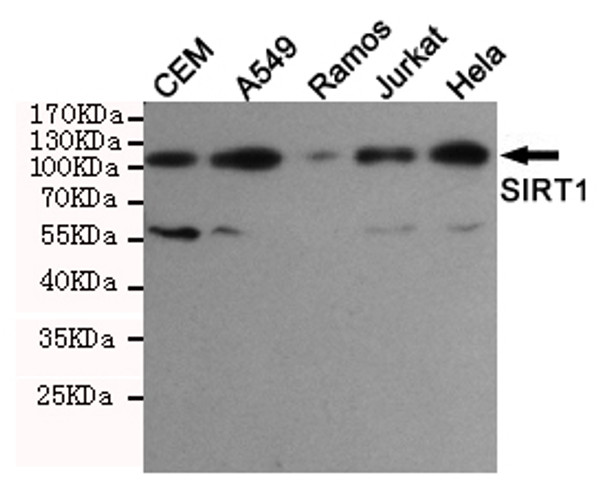 Western blot detection of SIRT1 in Hela, Jurkat, Ramos, A549 and CEM cell lysates using SIRT1 mouse mAb (1:1000 diluted).Predicted band size:120KDa.Observed band size:120KDa.