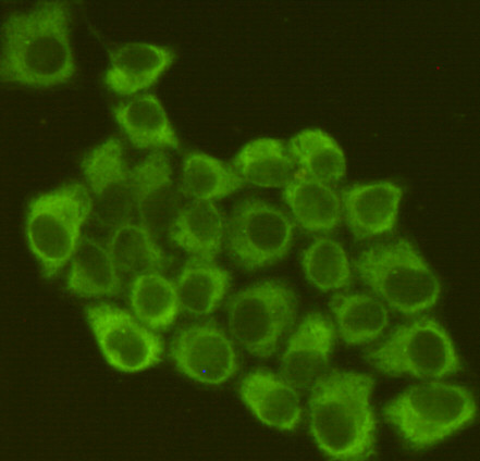Immunofluorescent analysis of Hela cells fixed by anhydrous methanol for 2 h at-20℃ and using anti-eIF2 Alpha mouse mAb (dilution 1:200).