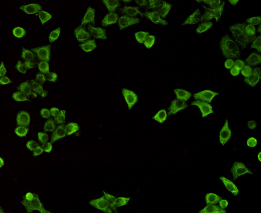 Immunocytochemistry staining of HeLa cells using anti-Keratin18 antibody (dilution 1:200).