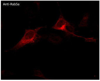 Anti RAB5A Goat Polyclonal antibody immunofluorescence STJ140104