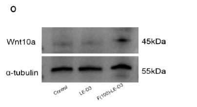 Fullerol rescues light-induced retinal damage by modulating Müller glia cell fate. Redox Biology Haiwei Xu WB Mouse, STJ190387