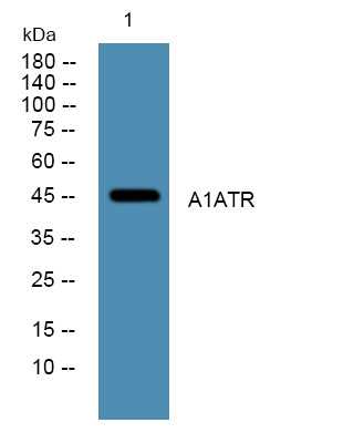 Western blot analysis of lysates from A431 cells, primary antibody was diluted at 1:1000, 4°C over night