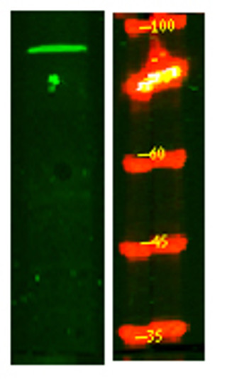 Western Blot analysis of Hela lysis, using primary antibody at 1:1000 dilution. Secondary antibody (STJS000791) was diluted at 1:10000