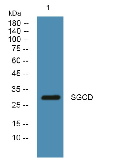 Western blot analysis of lysates from U2OS cells, primary antibody was diluted at 1:1000, 4°C over night Western blot analysis of lysates from U2OS cells, primary antibody was diluted at 1:1000, 4°C over night