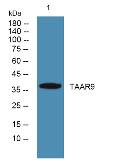Western blot analysis of lysates from KB cells, primary antibody was diluted at 1:1000, 4°C over night Western blot analysis of lysates from KB cells, primary antibody was diluted at 1:1000, 4°C over night