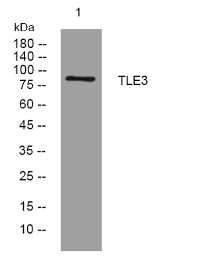 Western blot analysis of lysates from THP-1 cells, primary antibody was diluted at 1:1000, 4°C over night