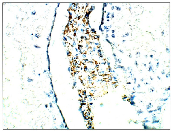 Immunohistochemistry of rat tissue with Anti-SIRT1 primary antibody (STJ503029) at 1:100 dilution in Buffer. Section was treated with DAB and Haematoxylin stain.
