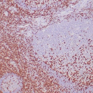 Anti-CD2 antibody IHC human tonsil STJ180492