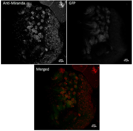 Immunofluorescence – anti-Miranda antibody in fly cells at 1:100 dilution; InsGAL4 UASCD8 GFP wandering L3; cells were fixed with 4% of PFA