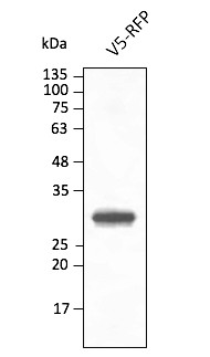 Anti-RFP antibody conjugated to DyLight® 488 at 1/2, 500 dilution using HEK293 transfected cell lysates at 50 µg per lane