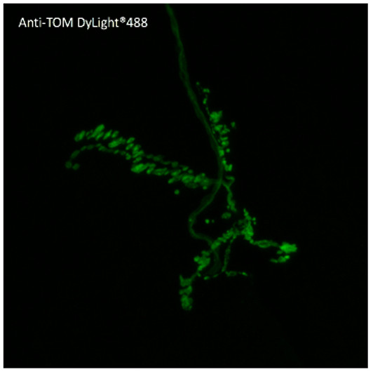 Immunofluorescence in Drosophila larvae expressing tdTomato fusion protein in neurons using anti-tdTomato conjugated to DyLight®488 at 1/500