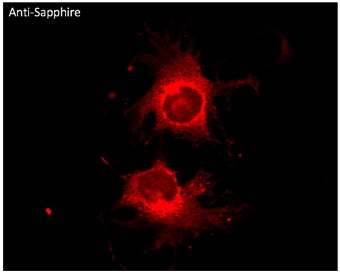 Anti Sapphire Goat Polyclonal antibody immunofluorescence STJ140225