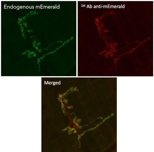 Immunofluorescence in Drosophila larvae NMJ muscle 6/7 expressing GluRIIA-mEmerald in neurons (GluRIIA ia a post-synaptic protein) using 1st antibody anti-mEmerald at 1:1,000 and 2nd antibody anti-goat IgY conjugated to DyLight®550 at 1/500