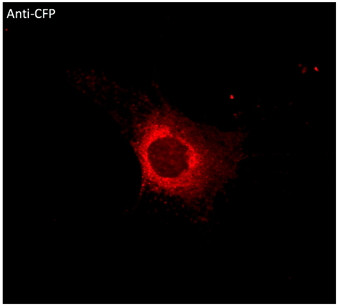 Anti CFP Goat Polyclonal antibody immunofluorescence STJ140287