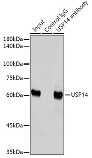 Immunoprecipitation analysis of 300 Mu g extracts of HeLa cells using 3 Mu g USP14 antibody (STJ11103046). Western blot was performed from the immunoprecipitate using USP14 antibody (STJ11103046) at a dilution of 1:2000.