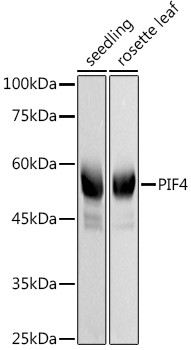 Western blot analysis of extracts of various tissues from Arabidopsis thaliana, using PIF4 Rabbit polyclonal antibody (STJ11103426) at 1:1000 dilution. Secondary antibody: HRP Goat Anti-Rabbit IgG (H+L) (STJS000856) at 1:10000 dilution. Lysates/proteins: 25 Mu g per lane. Blocking buffer: 3% nonfat dry milk in TBST. Detection: ECL Basic Kit. Exposure time: 10s.