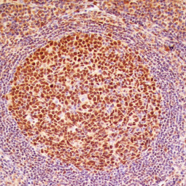 Anti-LMO-2 antibody IHC human lymph node STJ180579