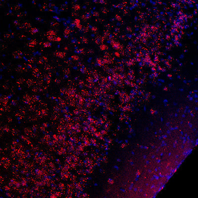 IHC staining mouse piriform cortex using Anti-Phospho-Ser133 CREB antibody with DAPI counterstain STJA0003605