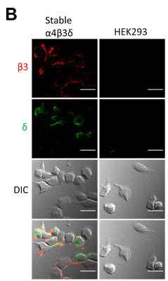 ICC fluorescent immunolabeling GABAAR subunits in HEK293 cells using antibody STJA0003649
