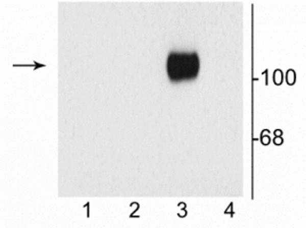 Western blot of 10 µg of HEK 293 cells showing specific immunolabeling of the ~120 kDa NR1 subunit of the NMDA receptor containing the C1 splice variant insert (in lane 3). 1) HEK cells without NR1 expression; 2) NR1 subunit containing only the C2 Insert; 3) NR1 subunit containing the C1 and C2 NA Insert; 4) NR1 subunit containing the N1 and C2 NA insert.