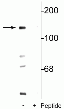 Western blot NR2C NMDA receptor subunit phosphorylation at Ser1096 in mouse brain lysate STJA0003725