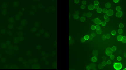 IHC staining CHO cells with phospho-Ser503 Kv31 antibody PMA treatment comparison STJA0003752