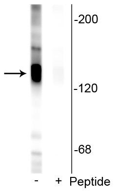Western blot KCC2 phospho-Ser940 labeling in rat hippocampal lysate STJA0003753