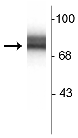 Western blot 78 kDa synapsin I doublet protein in rat hippocampal lysate STJA0003780