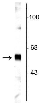 Western blot 65 kDa synaptotagmin protein detection in rat cortical lysate STJA0003790