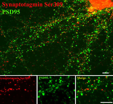 ICC staining rat cortical neurons phospho-synaptotagmin Ser309 and PSD95 STJA0003792