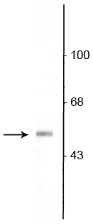 Western blot 53 kDa VGAT protein immunolabeling in rat olfactory bulb lysate STJA0003822
