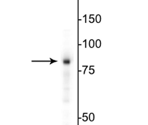 antibody Western blot detecting 85 kDa EWS protein in HeLa cell lysate STJA0003830