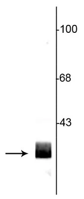 Western blot 14-3-3 protein immunolabeling in rat hippocampal lysate STJA0003833