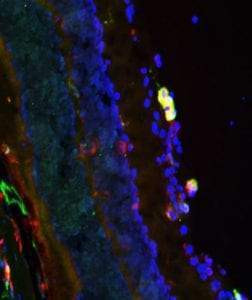 IHC staining mouse retina arginase greenCD206 redand DAPI nuclear stain STJA0003835