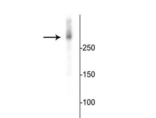 Western blot 280 kDa MAP2 protein immunolabeling in mouse cortical lysate STJA0003847