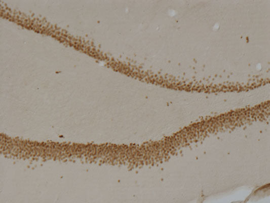 IHC staining Prox1 protein in rat dentate gyrus using DAB detection method STJA0003855