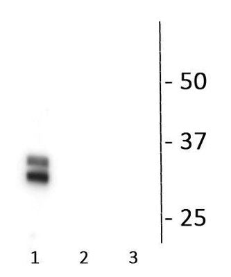 Western blot connexin35-36 phosphorylation at Ser276 with PKA specificity controls STJA0003859