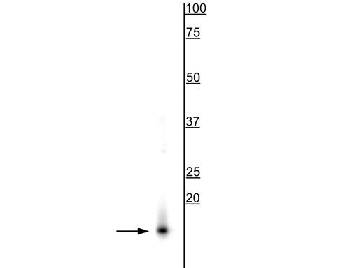 Western blot alpha-synuclein protein detection in rat brain lysate STJA0003866