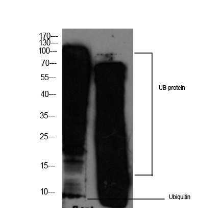 Western blot analysis of 1) HeLa Cell Lysate, 2) A431 Cell Lysate using Mouse mAb diluted at 1:2,000. STJ196639