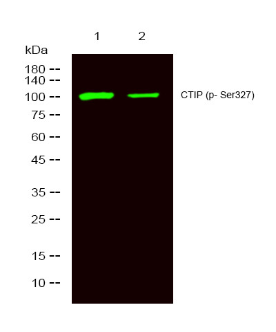 Western blot analysis of 1 A431 treated with LPS, 2 A431, using primary antibody at 1:1000 dilution. Secondary antibody STJA0009814