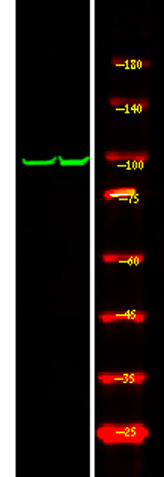Western Blot analysis of 1 HeLa cell, using primary antibody at 1:1000 dilution. Secondary antibody (STJS000791) was diluted at 1:10000