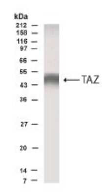 Western Blot analysis MDCK cells demonstrating specific TAZ immunolabeling STJA0005719
