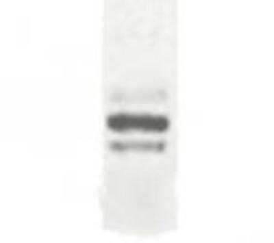 Western Blot ESDN-DCBLD2 immunolabeling in transfected 293T cells STJA0005741