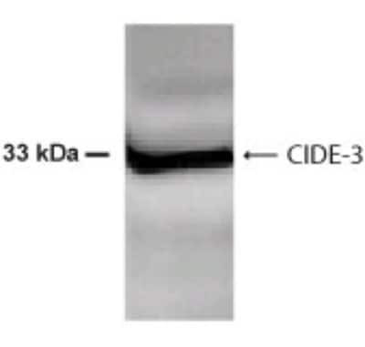 Western Blot analysis HepG2 cell lysate CIDE3 immunolabeling STJA0005759
