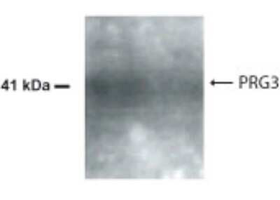 Western Blot analysis human heart lysate demonstrating PRG3 immunolabeling STJA0005763