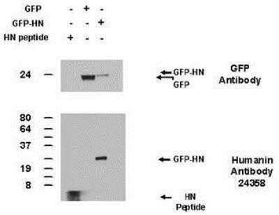 Western Blot specific immunolabeling Humanin in 293T cell lysates STJA0005770