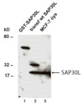 Western Blot SAP30L immunolabeling in NIH3T3 and MCF-7 cells STJA0005776