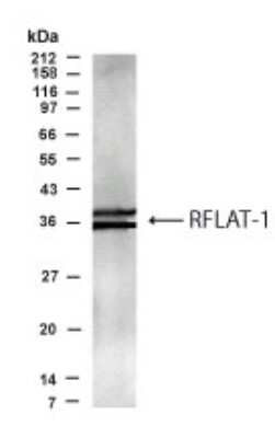 Western Blot specific immunolabeling RFLAT1-KLF13 in transfected COS cells STJA0005667