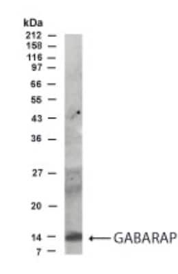 Western Blot specific GABARAP immunolabeling in rat brain lysate STJA0005686